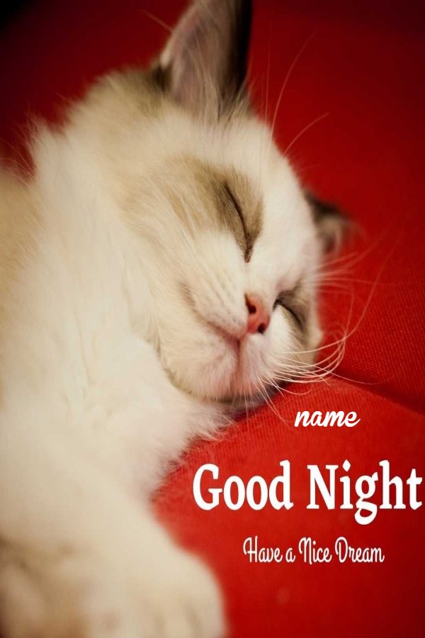 Cute Cat Good Night Wish